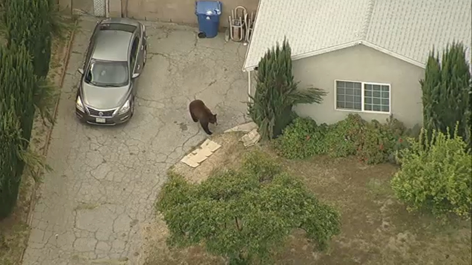 Bear spotted in Pacoima tranquilized after triggering school lockdowns