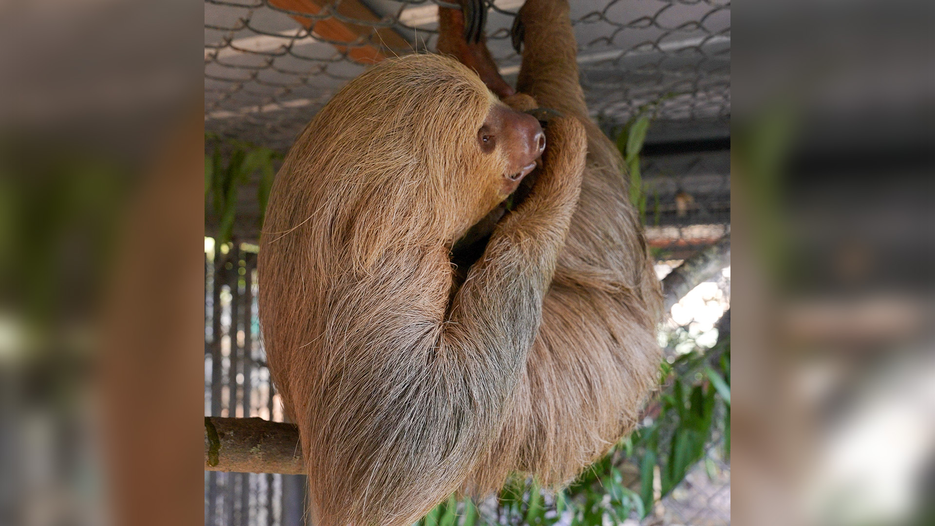This undated image provided by the Central Florida Zoo shows Habanero hanging from fencing at the Central Florida Zoo in Sanford, Fla. 