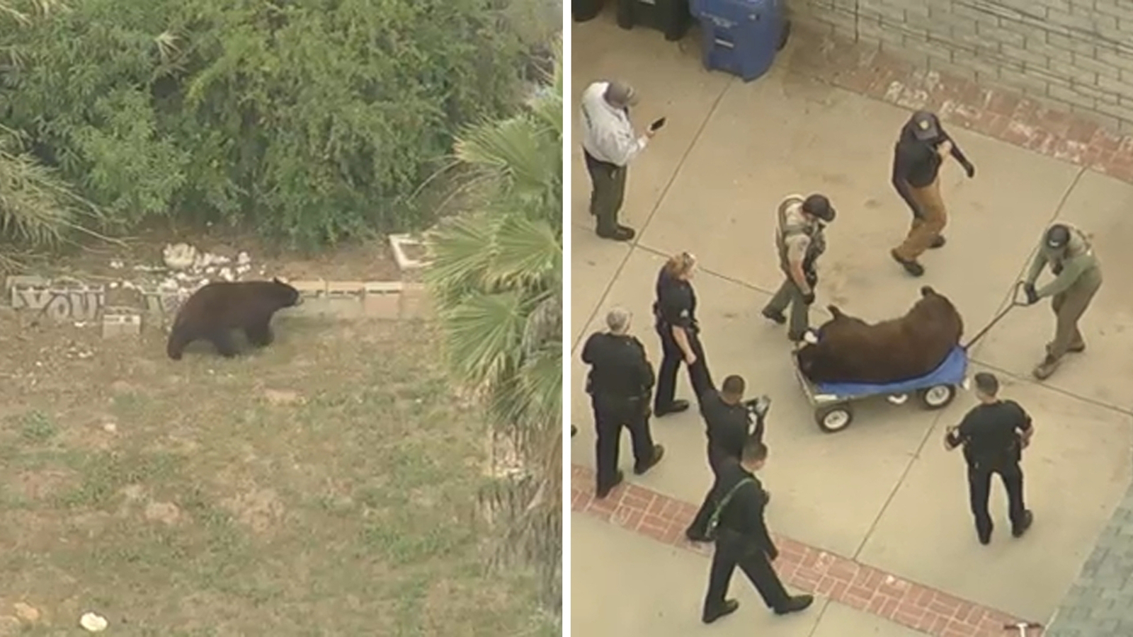 Bear tranquilized after it was spotted roaming Pacoima neighborhood ...