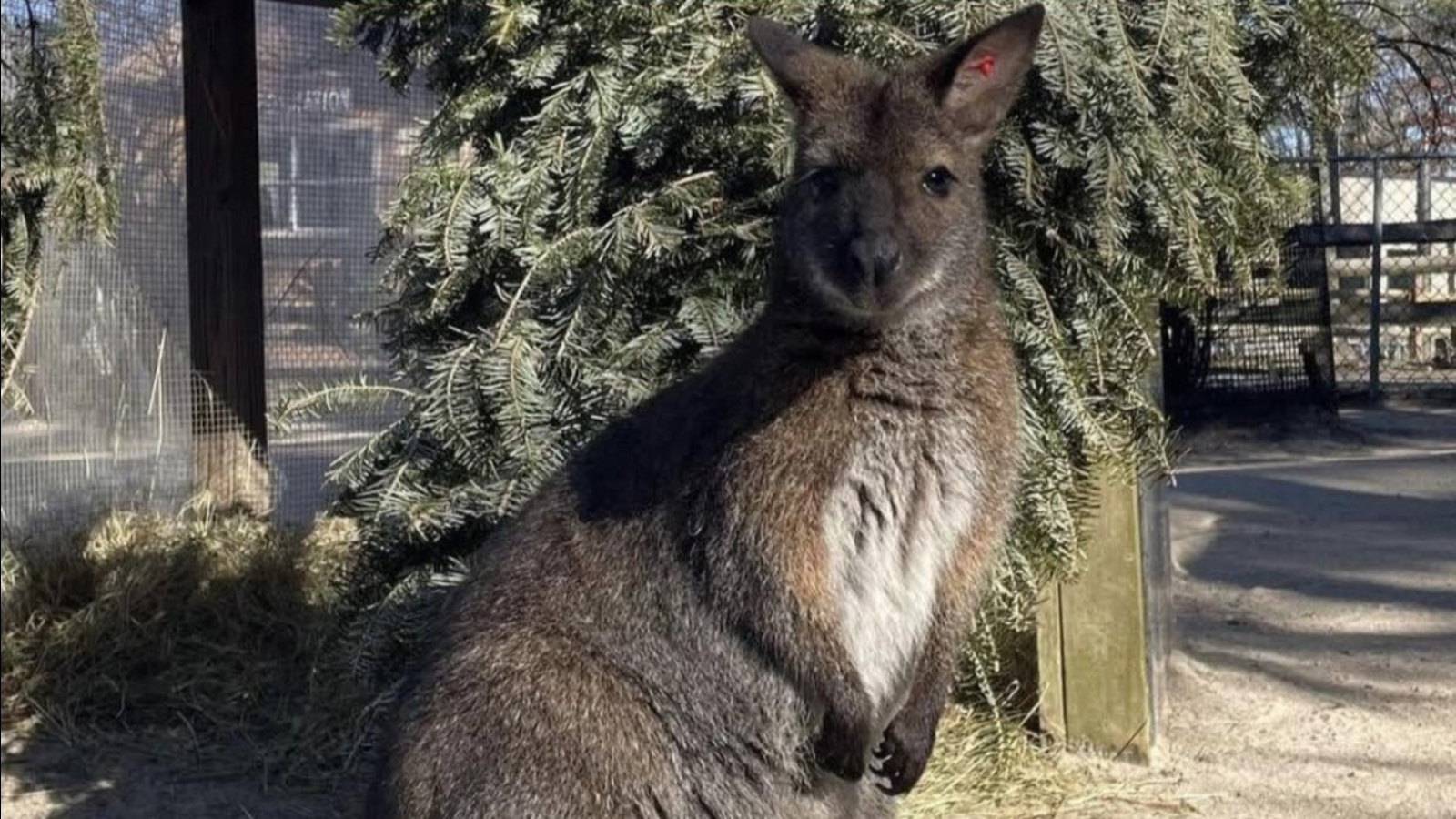 Wallaby that escaped from Cape May Zoo has been safely recovered