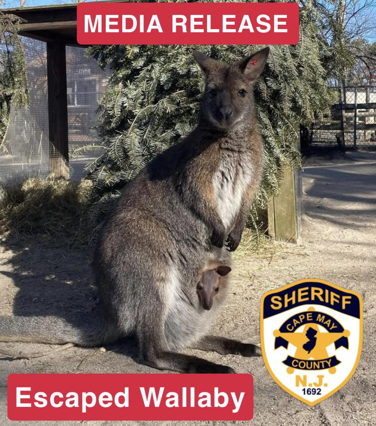 The Cape May County Sheriff's Office is asking for help looking for an escaped wallaby in the Cape May Court House section of Middle Township.