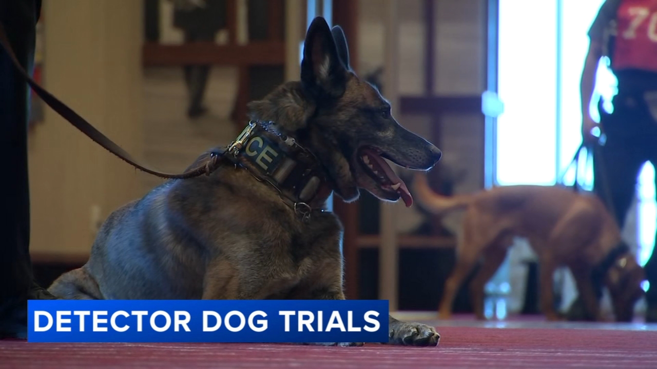 Police K9s put their skills to the test for the Detector Dog Trials in Atlantic City, N.J.