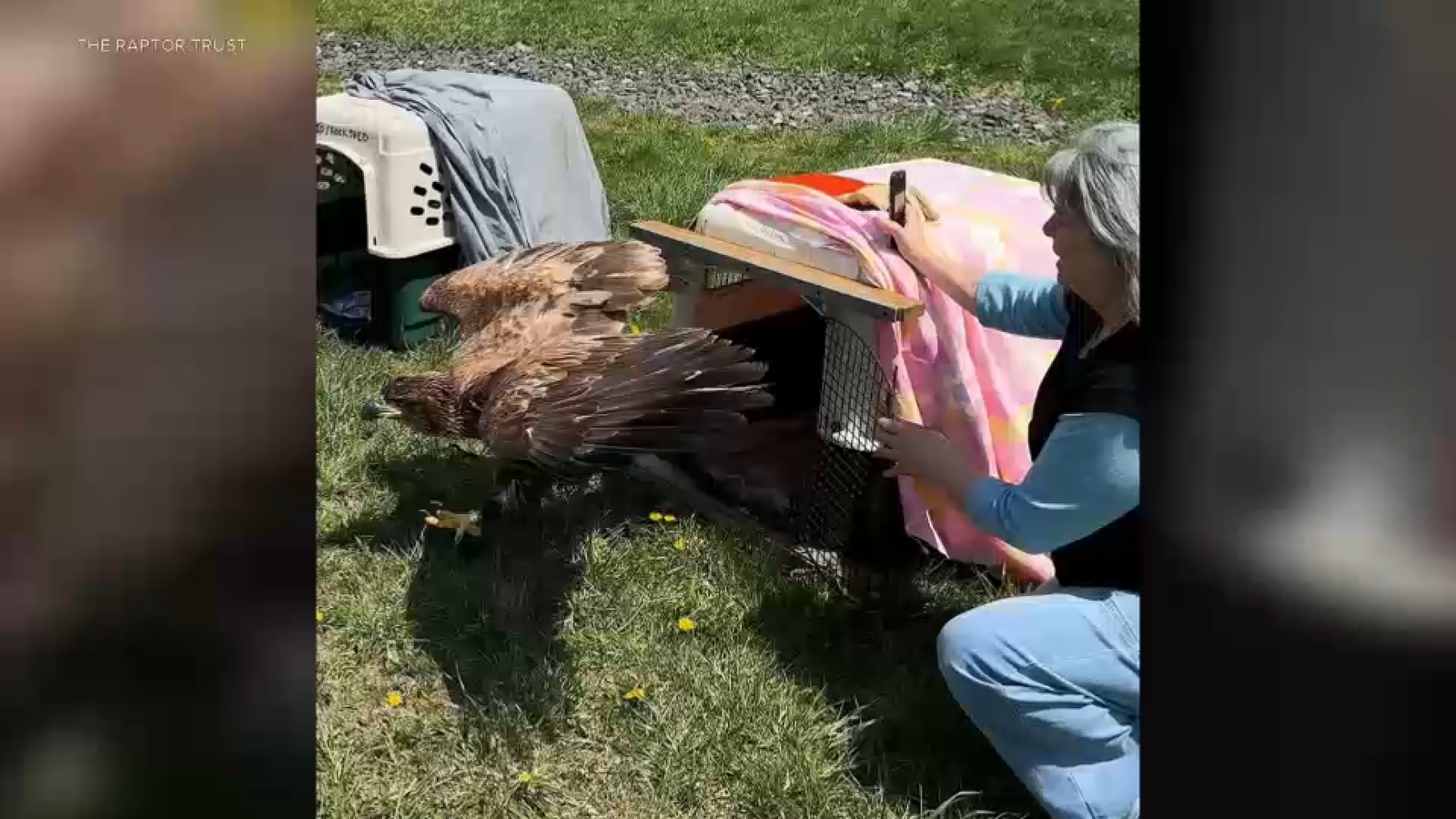 8 sick bald eagles rescued in NJ