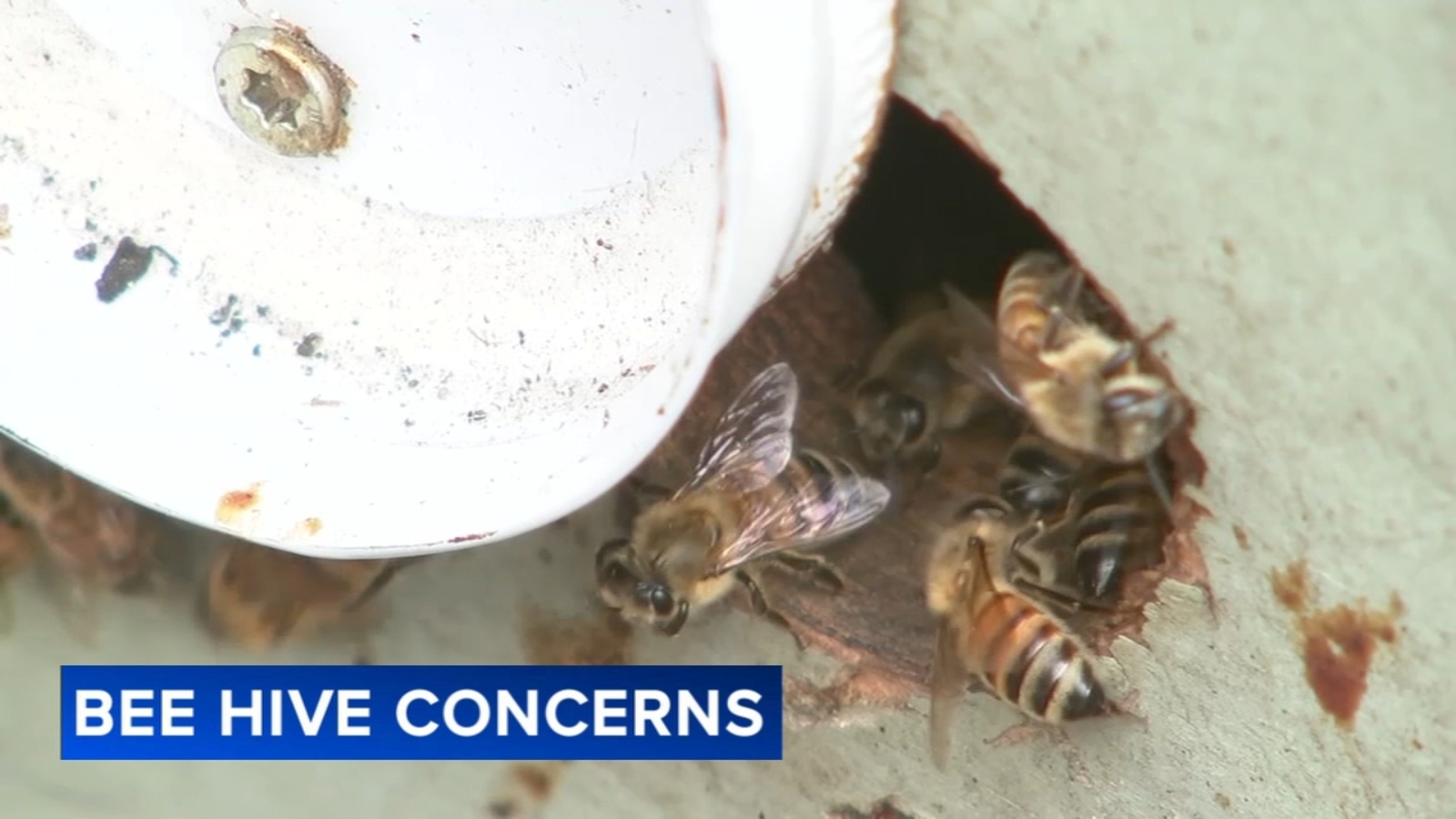 Beekeepers respond to unusual honey bee colony living in sewer
