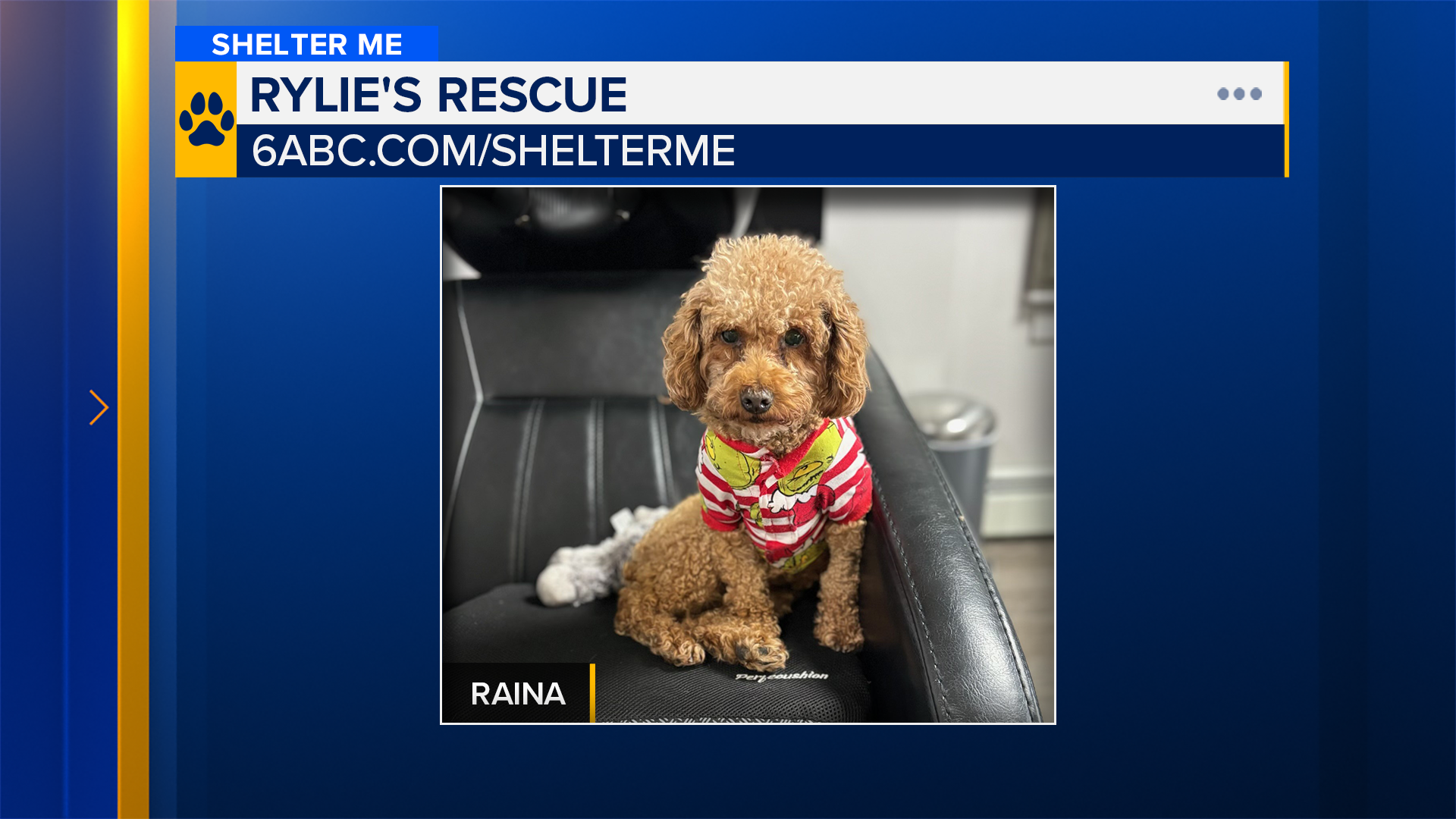 Shelter Me: Meet Raina from Rylie's Rescue!