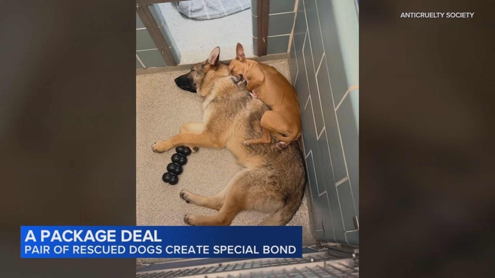 Bonded rescue dogs looking for home in Chicago