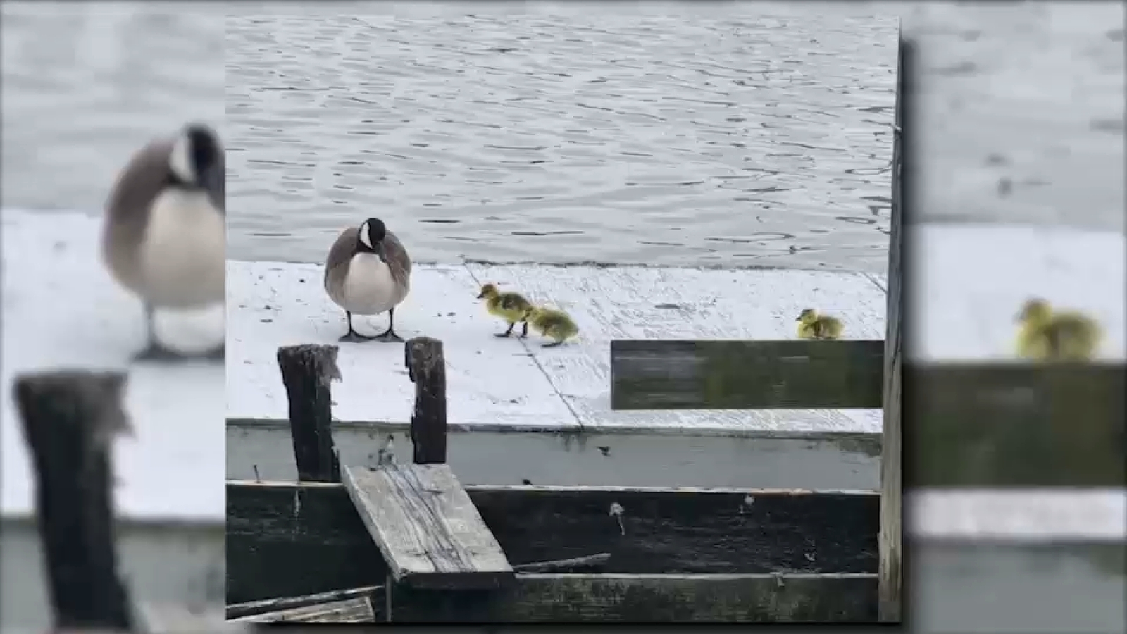Search for man who killed goose in Jersey City underway