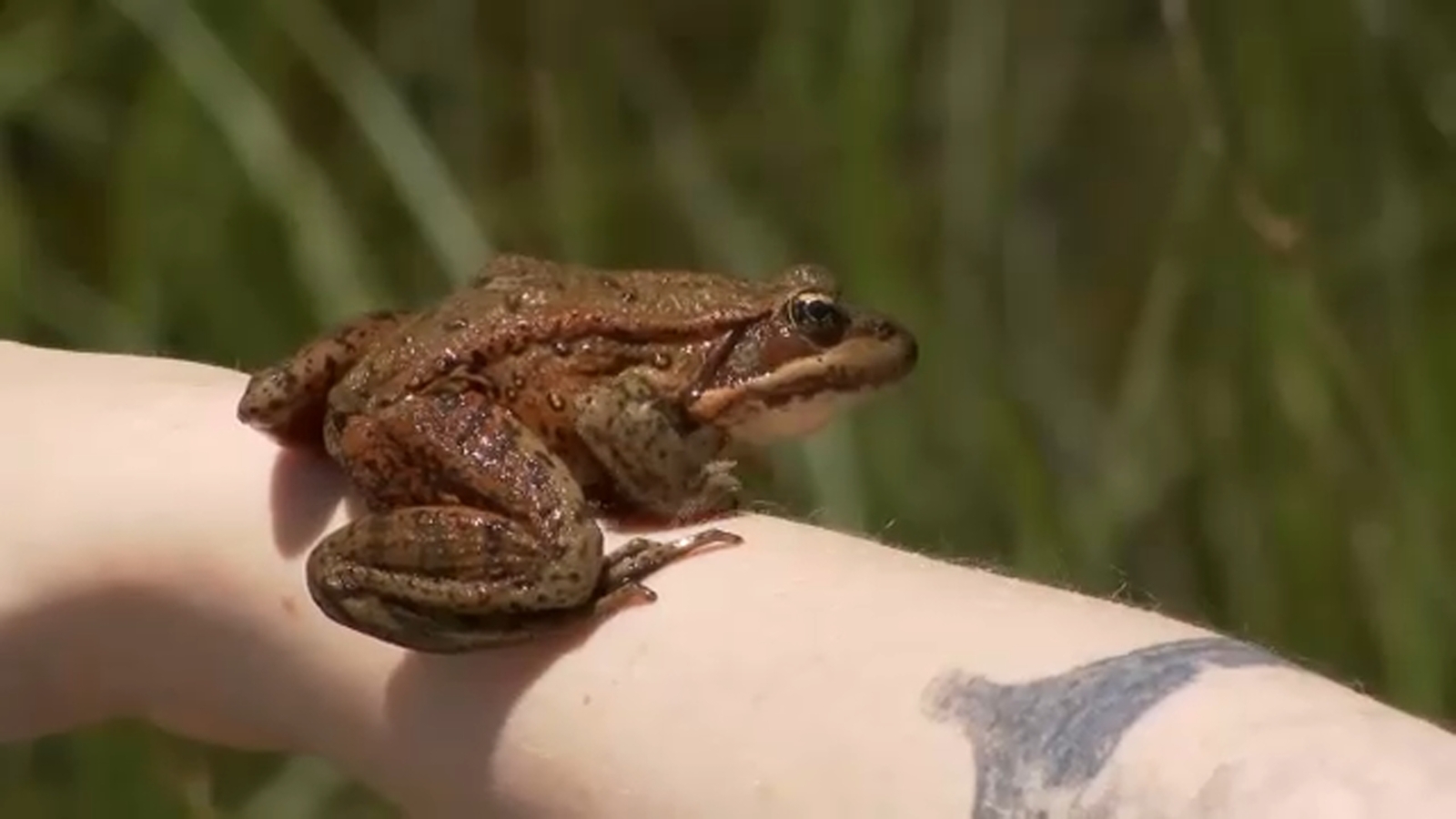 Conservation effort brings endangered red-legged frogs back to Yosemite