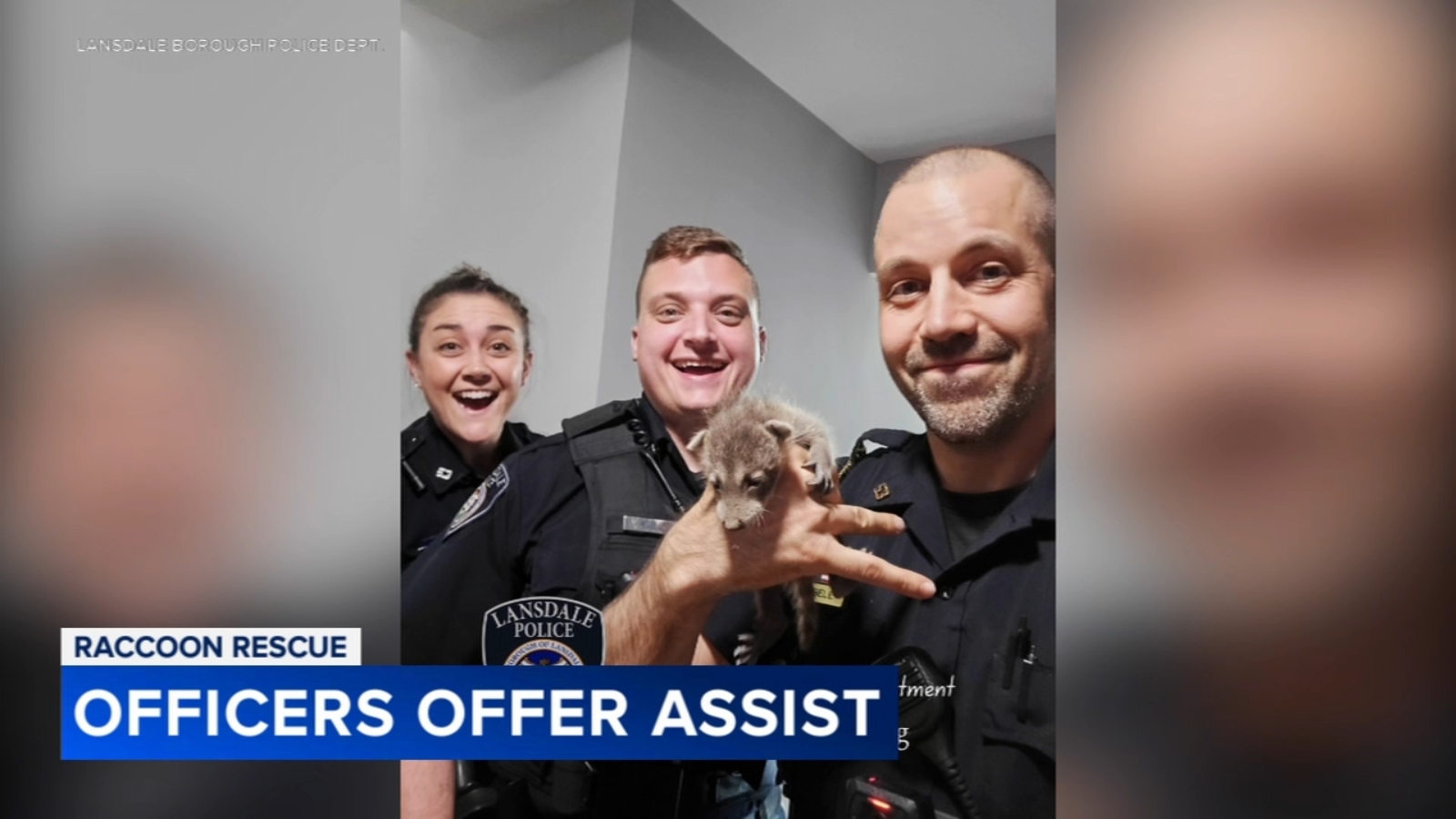 Call of the wild: Trio of officers help rescue baby raccoons