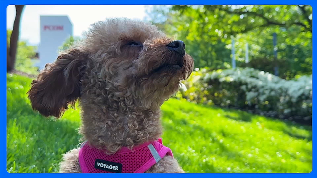 Dog that got loose on I-95 in Philadelphia last week escapes again