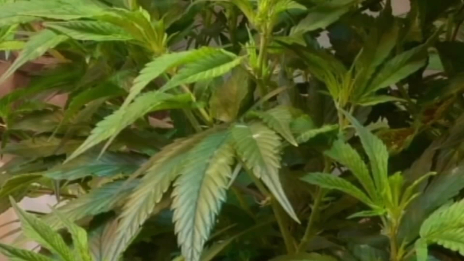 Retired HPD officer accused of having marijuana grow house: Docs
