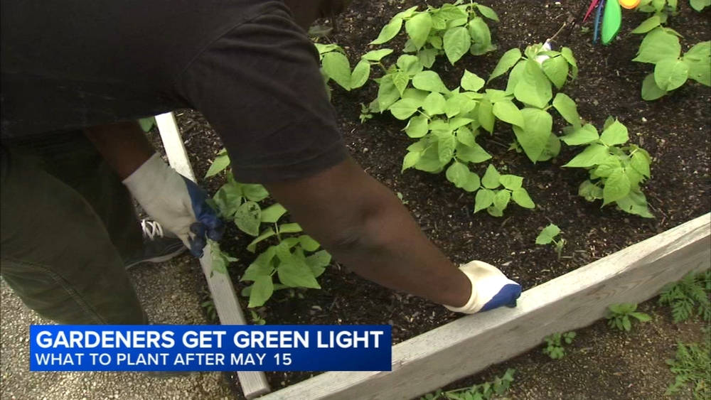 Frost-free date for Chicago area is May 15; Jennifer Brennan has tips, tricks for the perfect garden