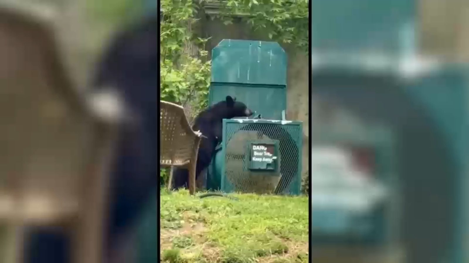 Bear lured out of tree in NJ neighborhood with donuts and sweets