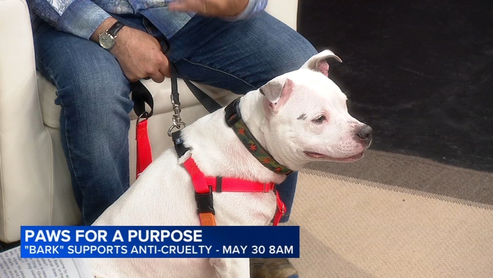Adopt at the 2026 Chicago Anti-Cruelty BARK event