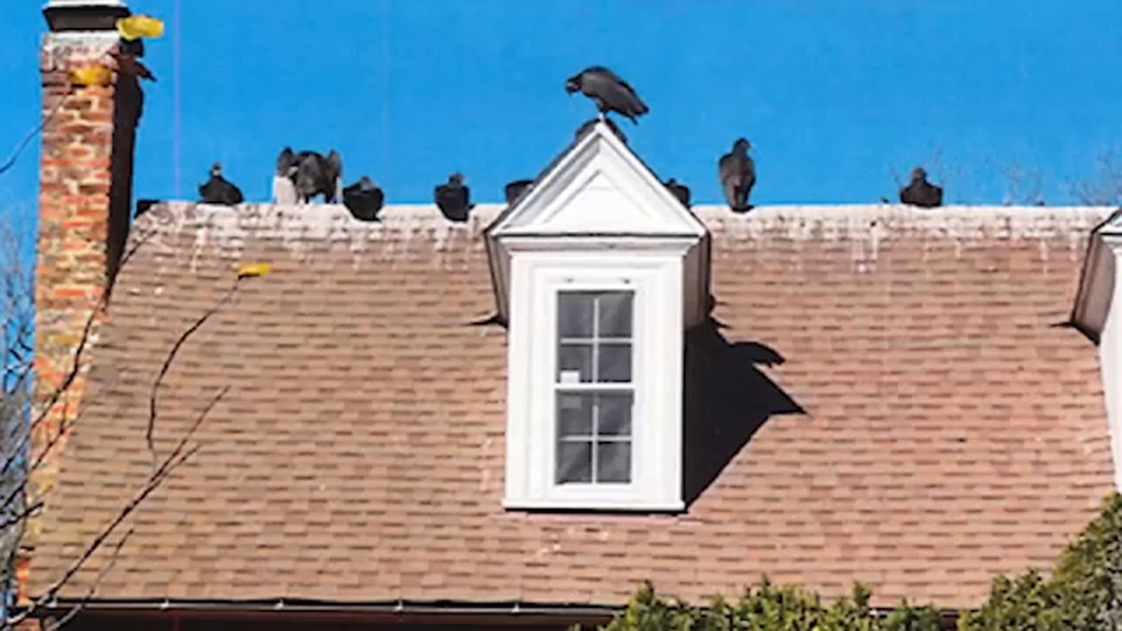 Town sues NC couple over vulture swarms in neighborhood