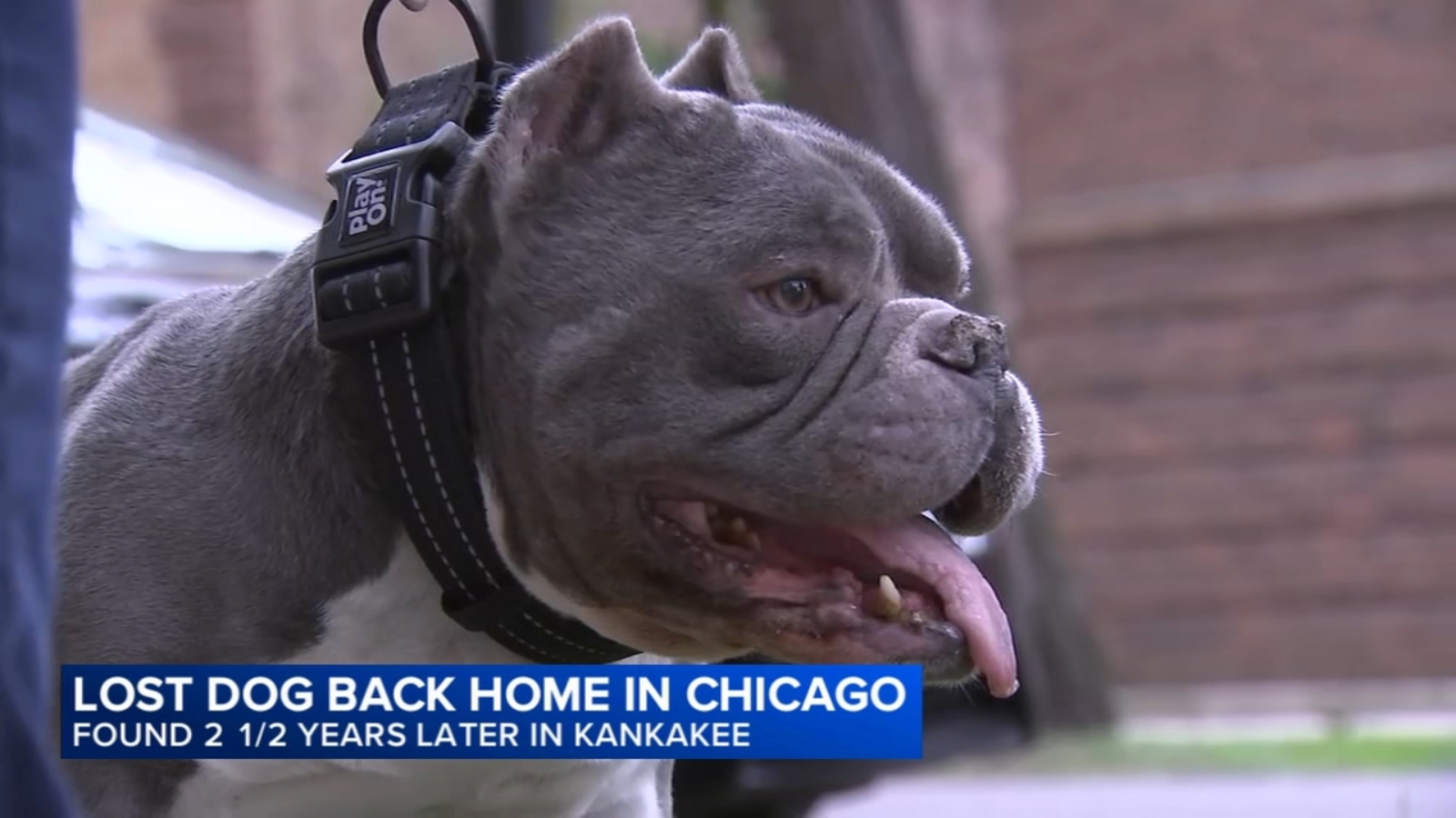 Dog found injured, 59 miles away 2.5 years after he went missing