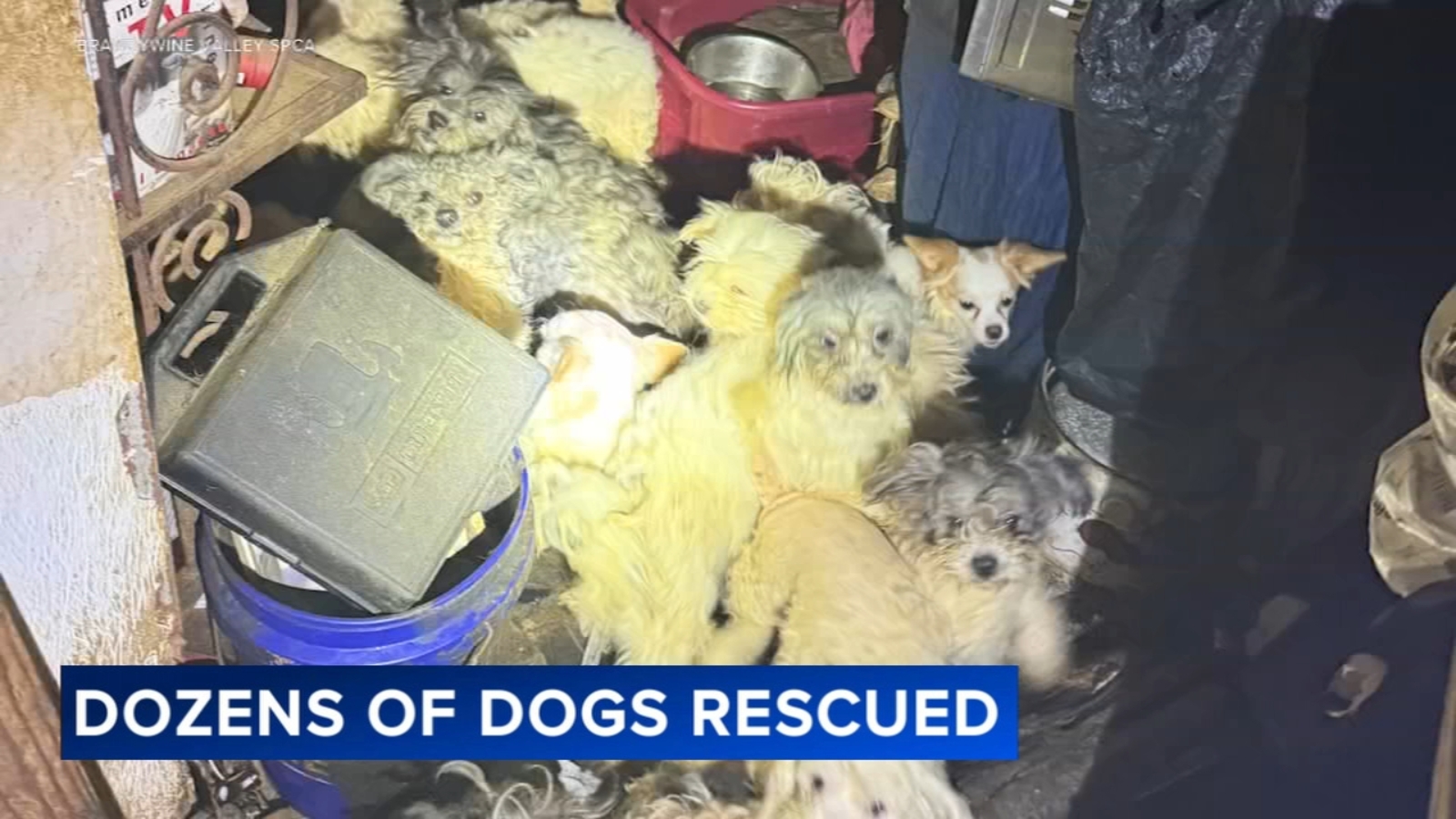 Nearly 50 dogs, puppies rescued from filthy homeAccording to the Brandywine Valley SPCA, the home was filthy, there was no electricity and the air quality was poor.