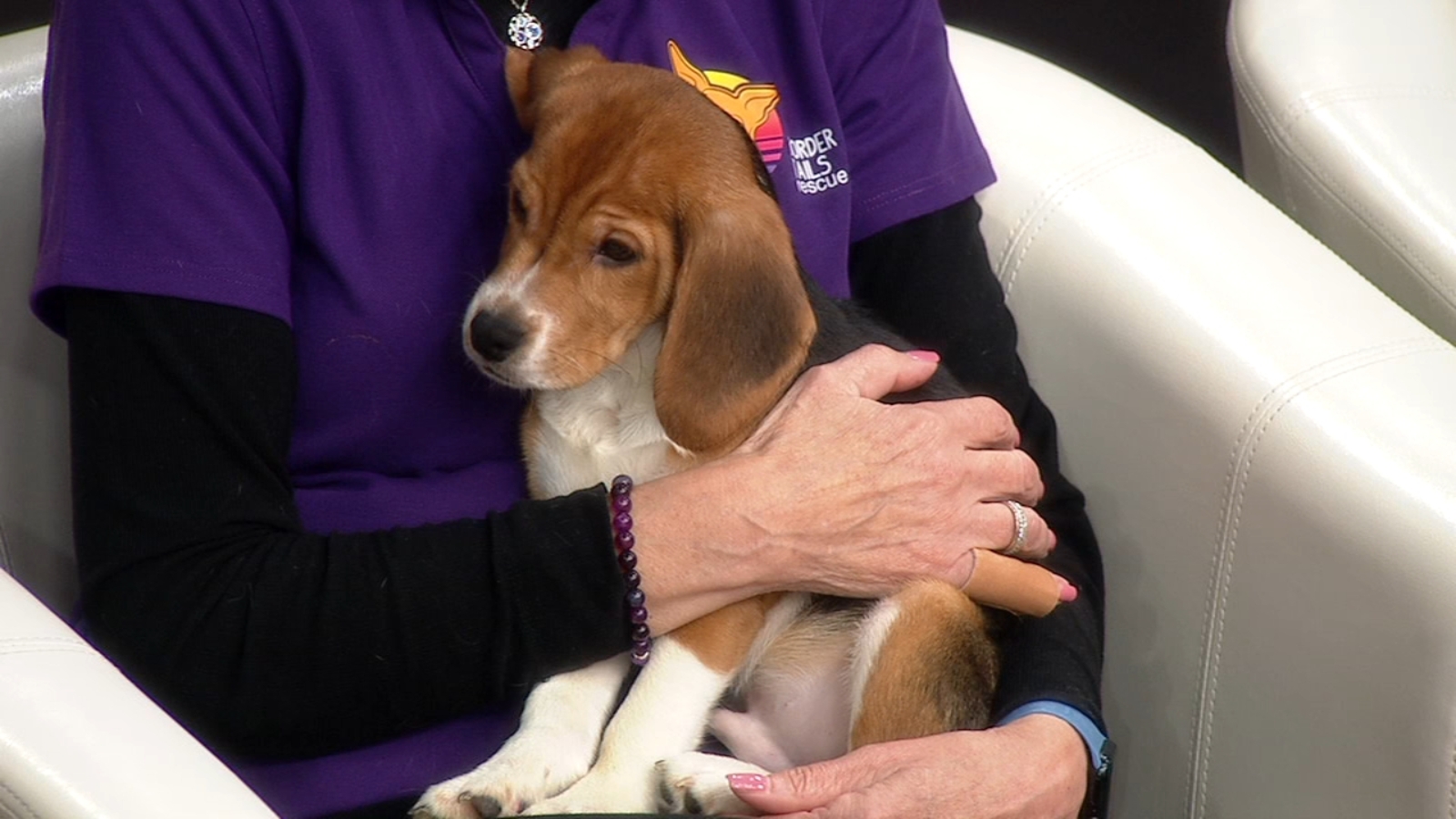 How to help rescued beagles from Ridglan Farms in the Chicago area