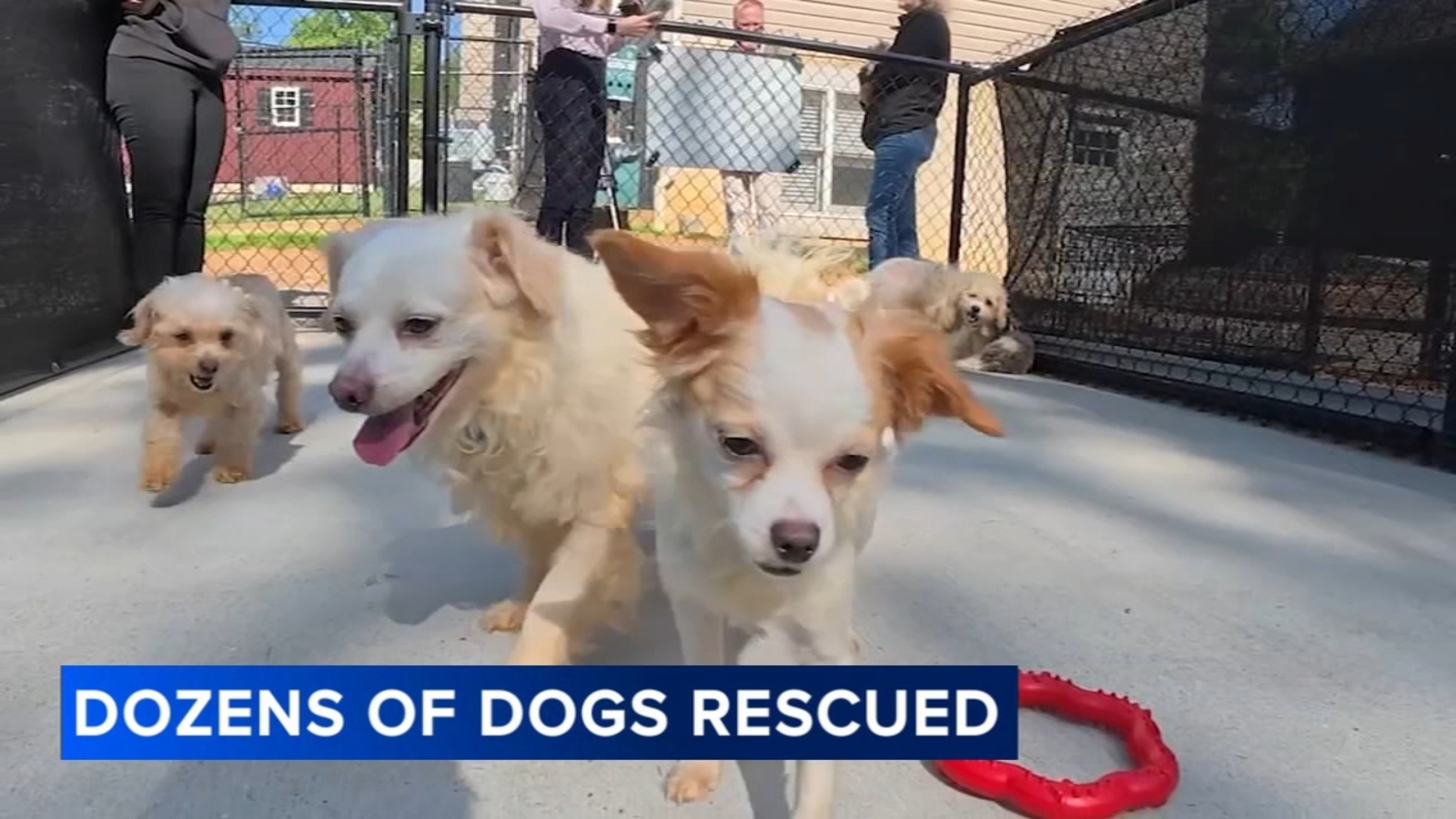 Dogs rescued from filthy home in Delco receive grooming, vet treatment