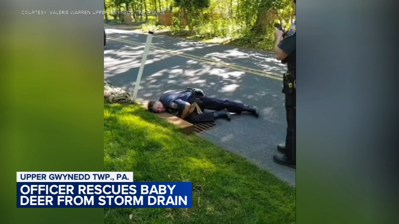 Video shows officers rescuing baby deer in Upper Gwynedd Township