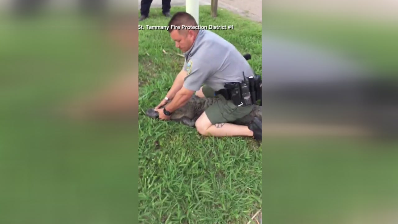Wildlife and Fisheries agents arrest alligator