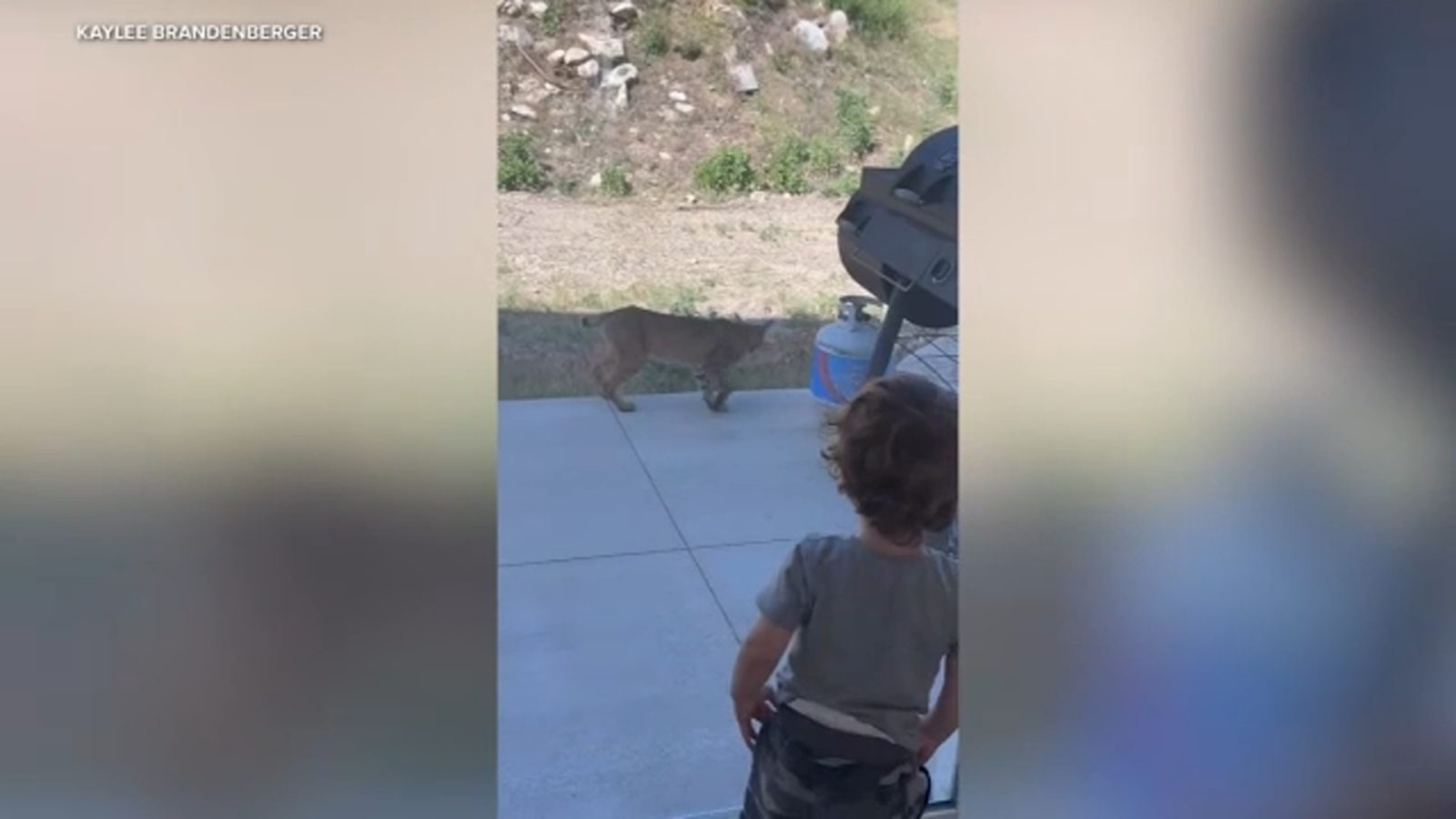 San Bernardino bobcat and toddler share encounter face-to-face in Upper Waterman Canyon, video shows San Bernardino bobcat and toddler share encounter face-to-face in Upper Waterman Canyon, video shows