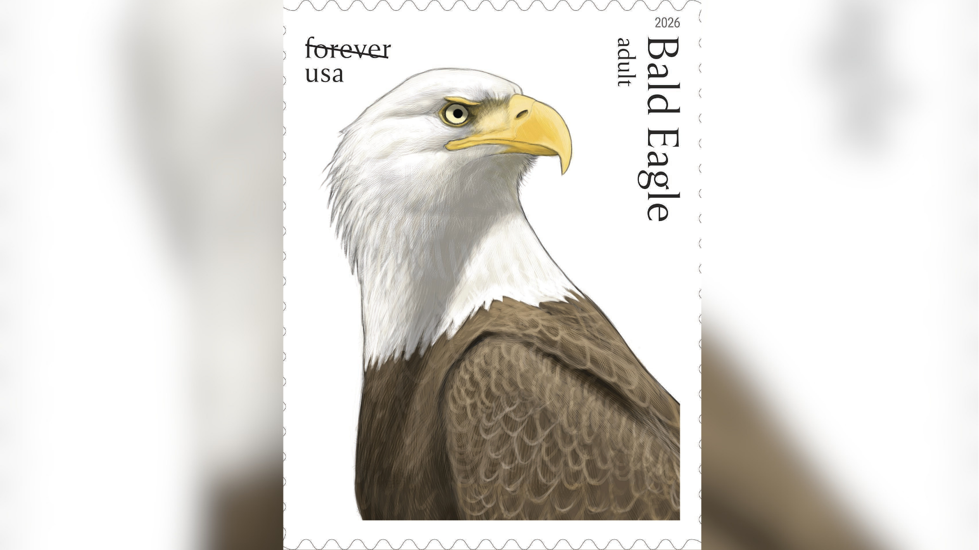 This image provided by the United States Postal Service shows a new stamp being released Thursday, May 14, 2026, featuring an adult bald eagle.