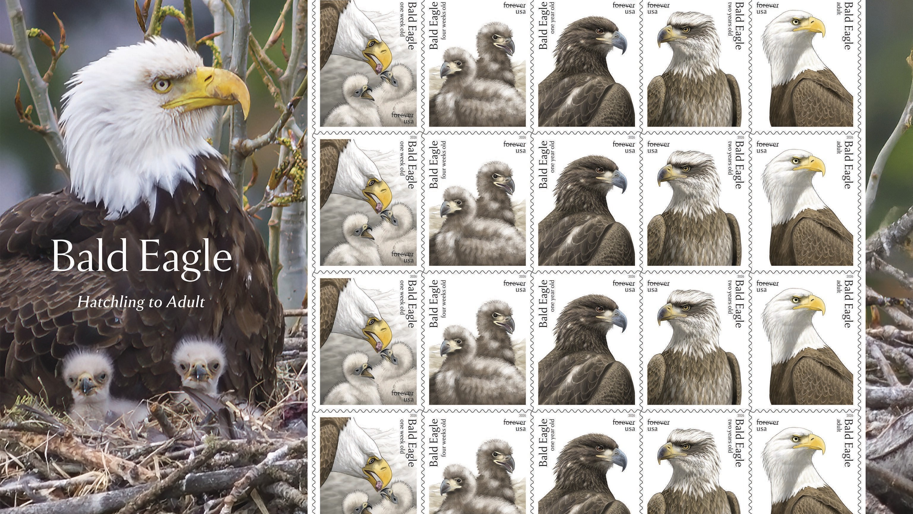 This image provided by USPS shows bald eagle stamps being released Thursday, May 14, 2026, featuring five stages of eagle development, from hatchling to adult