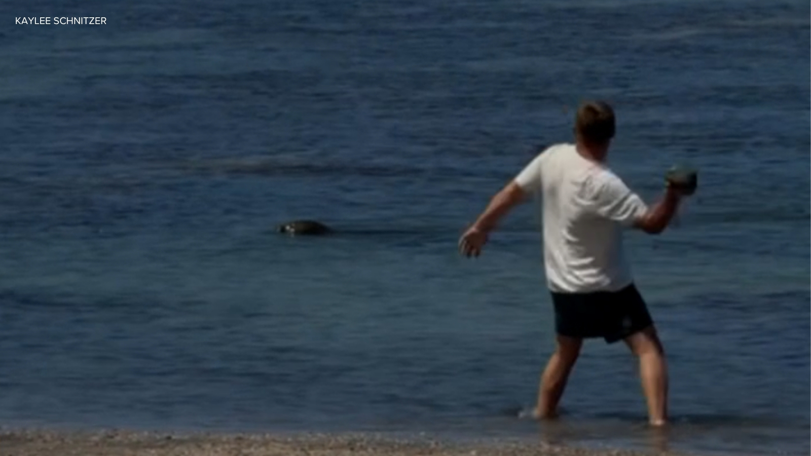 US agents arrest tourist after video shows a rock hurled at an endangered Hawaiian monk seal’s head US agents arrest tourist after video shows a rock hurled at an endangered Hawaiian monk seal’s head