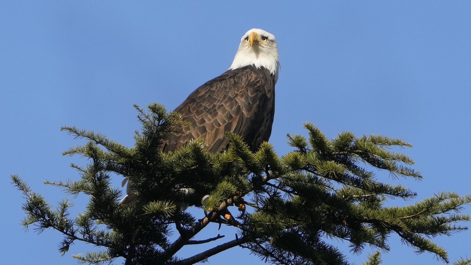 Porter man admits to shooting and killing bald eagle: Officials