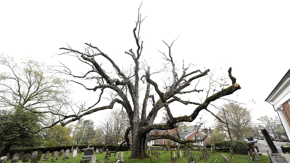 New Jersey community reluctantly bidding farewell to 600-year-old oak tree