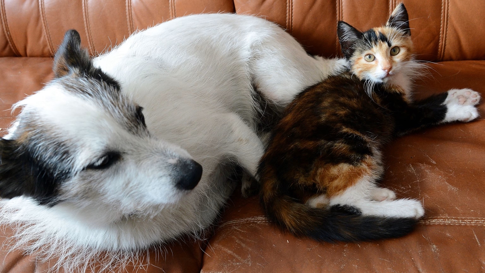 Can I get hantavirus from my pet?