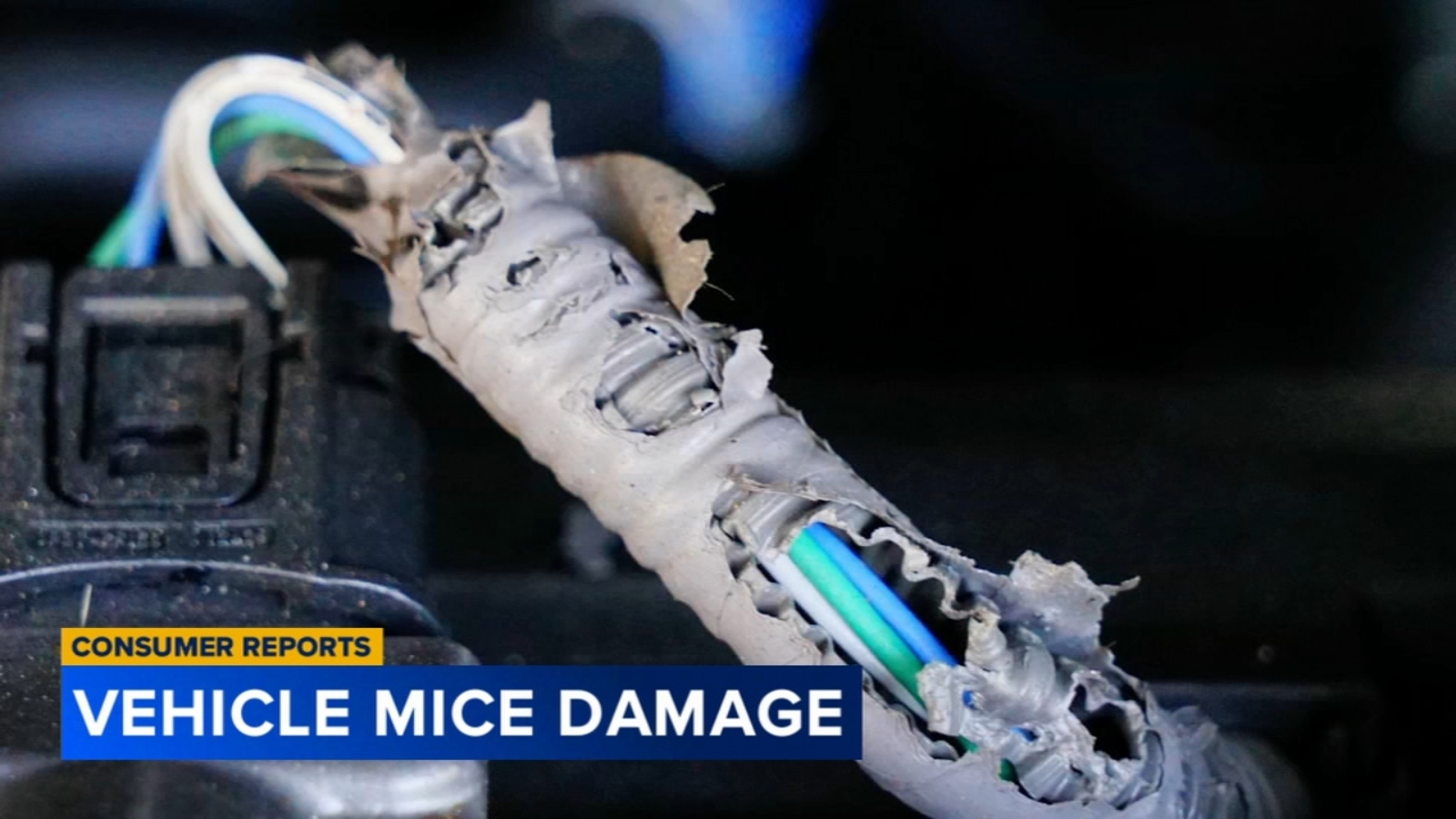 Mice living in your car? Here's how to tell, and what to do about it