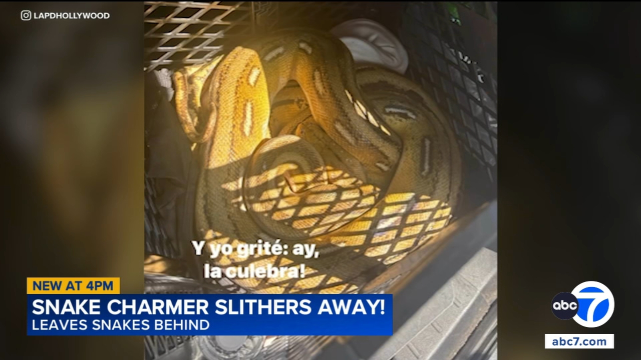 Man ditches exotic snakes on Hollywood Walk of Fame