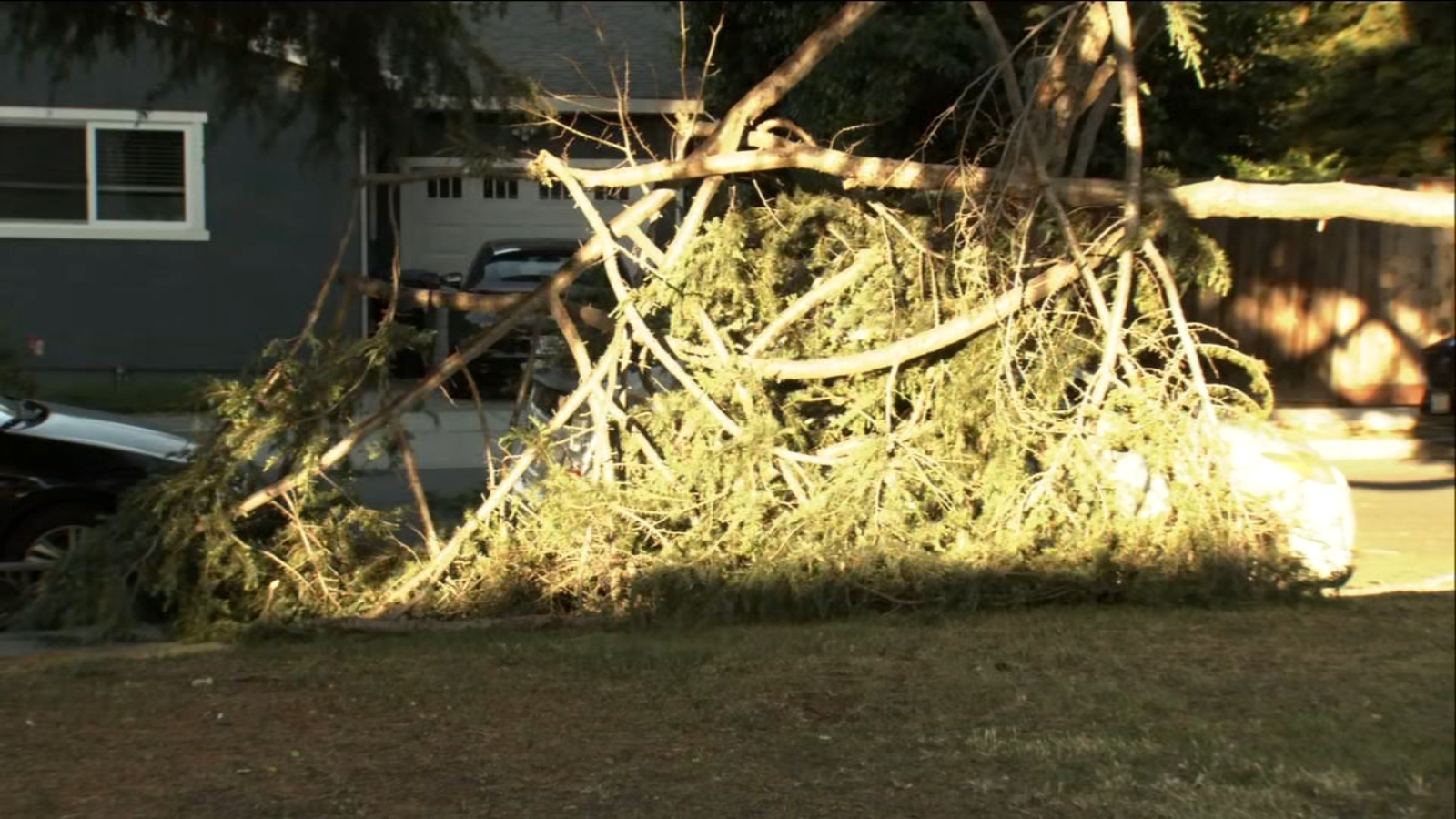 Man killed by fallen branch in Santa Rosa as strong winds leave damage ...