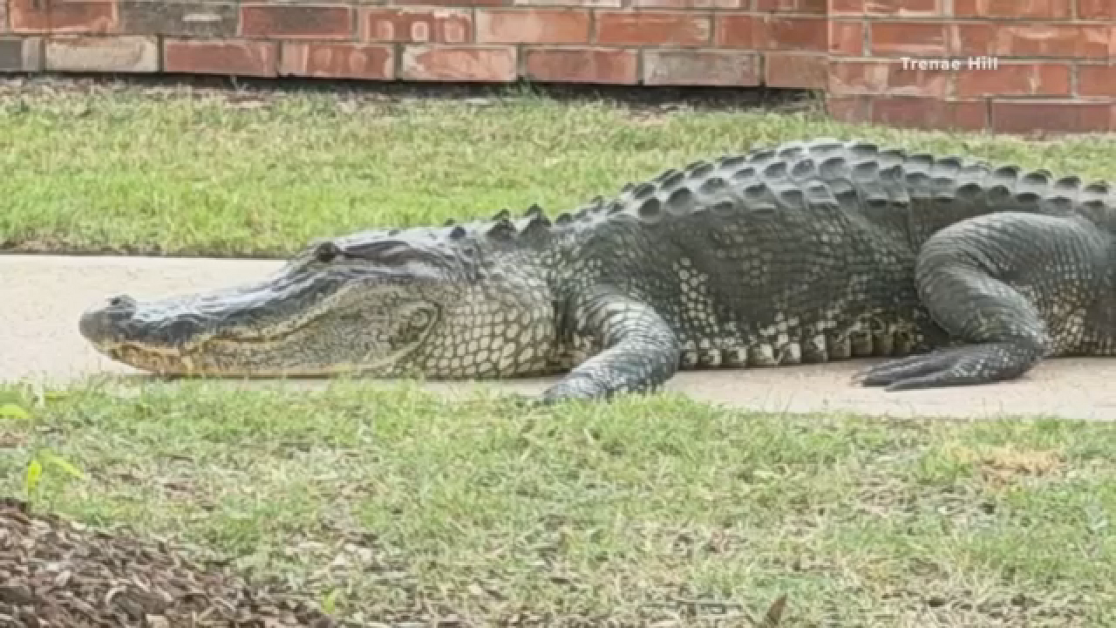 Video shows alligators roaming streets in Sienna