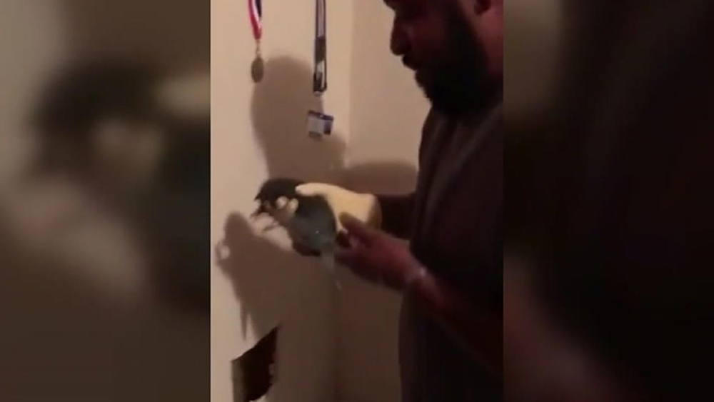 Family cuts through wall to rescue trapped kitten
