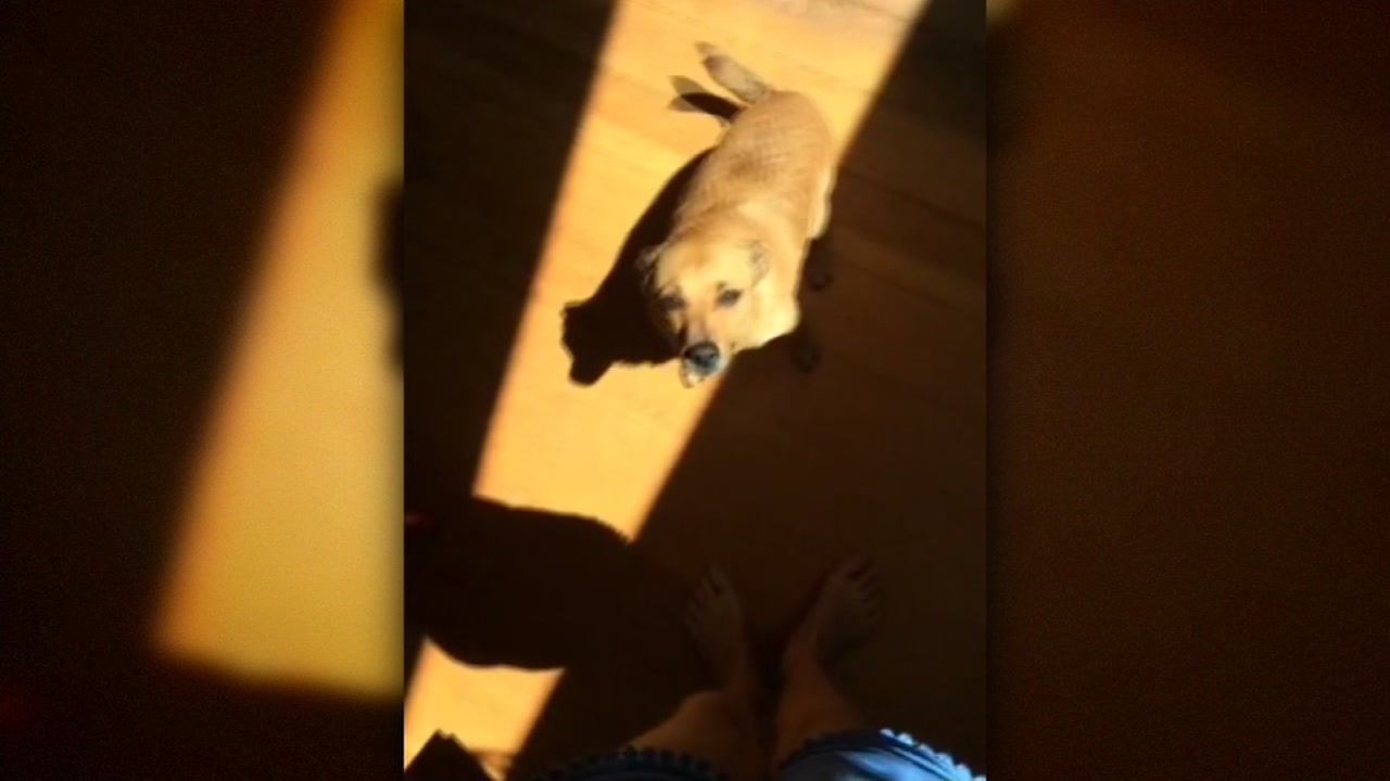 Mountain lion DNA found in Pescadero home after family dog stolen