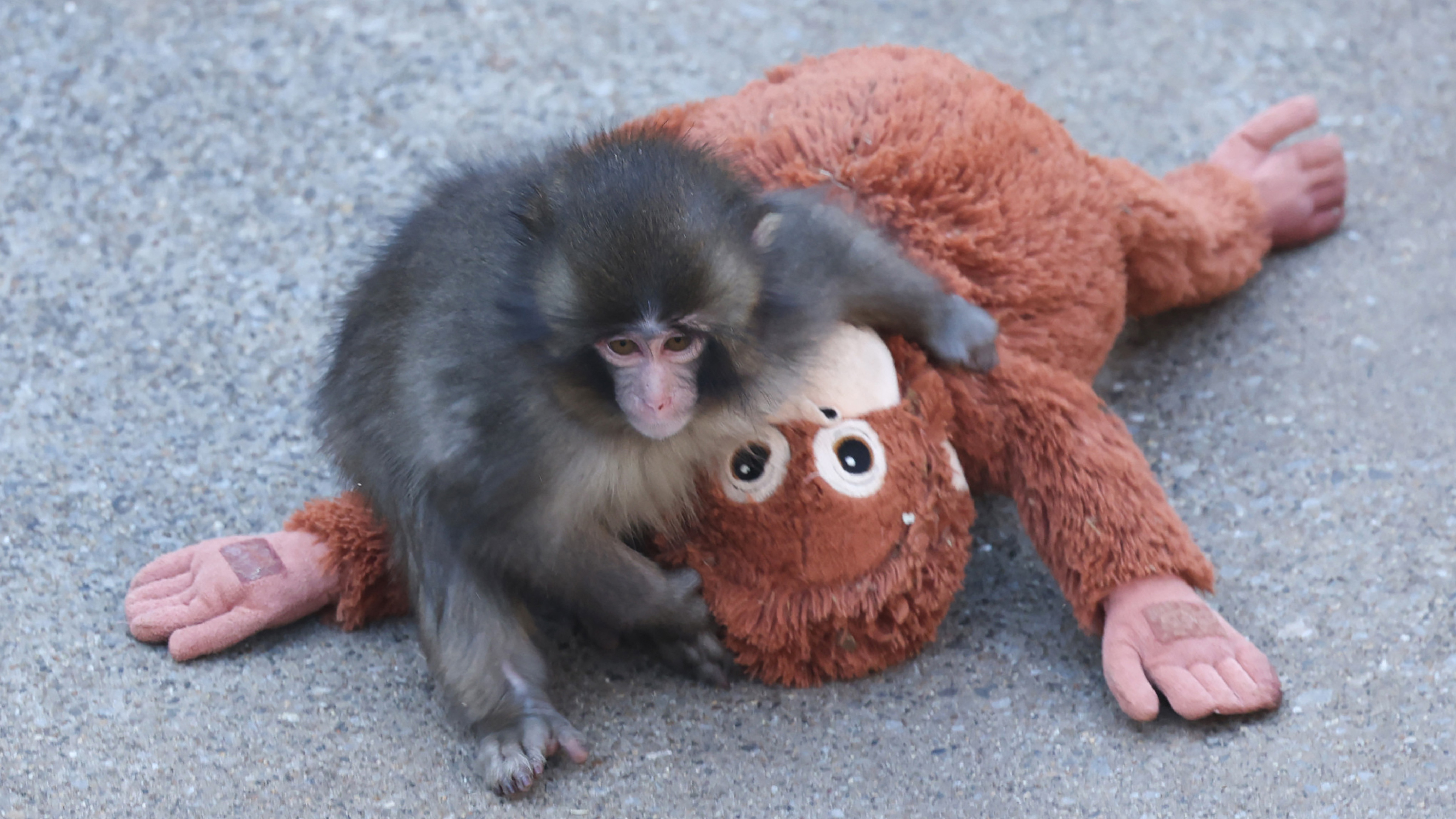 This photo taken on February 19, 2026 shows a 7 month-old male macaque monkey named Punch, who was abandoned by his mother shortly after birth, spending time with a stuffed orangutan toy at Ichikawa City Zoo and Botanical Gardens in Chiba Prefecture.
