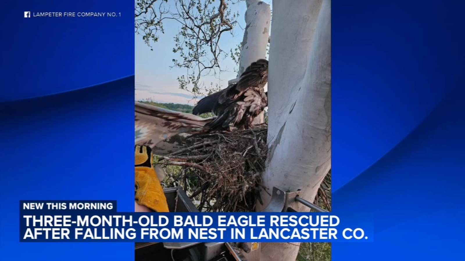 3-month-old bald eagle rescued after falling from nest
