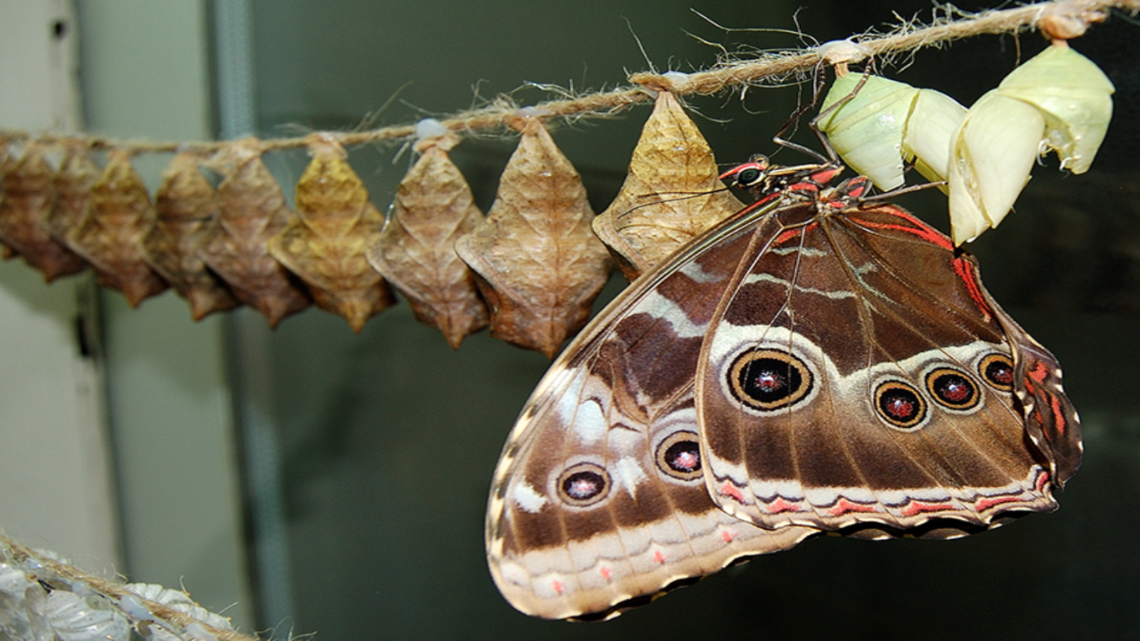 North Carolina Museum of Natural Sciences to reopen popular Butterfly Room exhibit