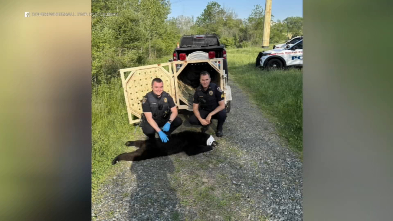Bear captured near Pennsylvania community's soccer fields