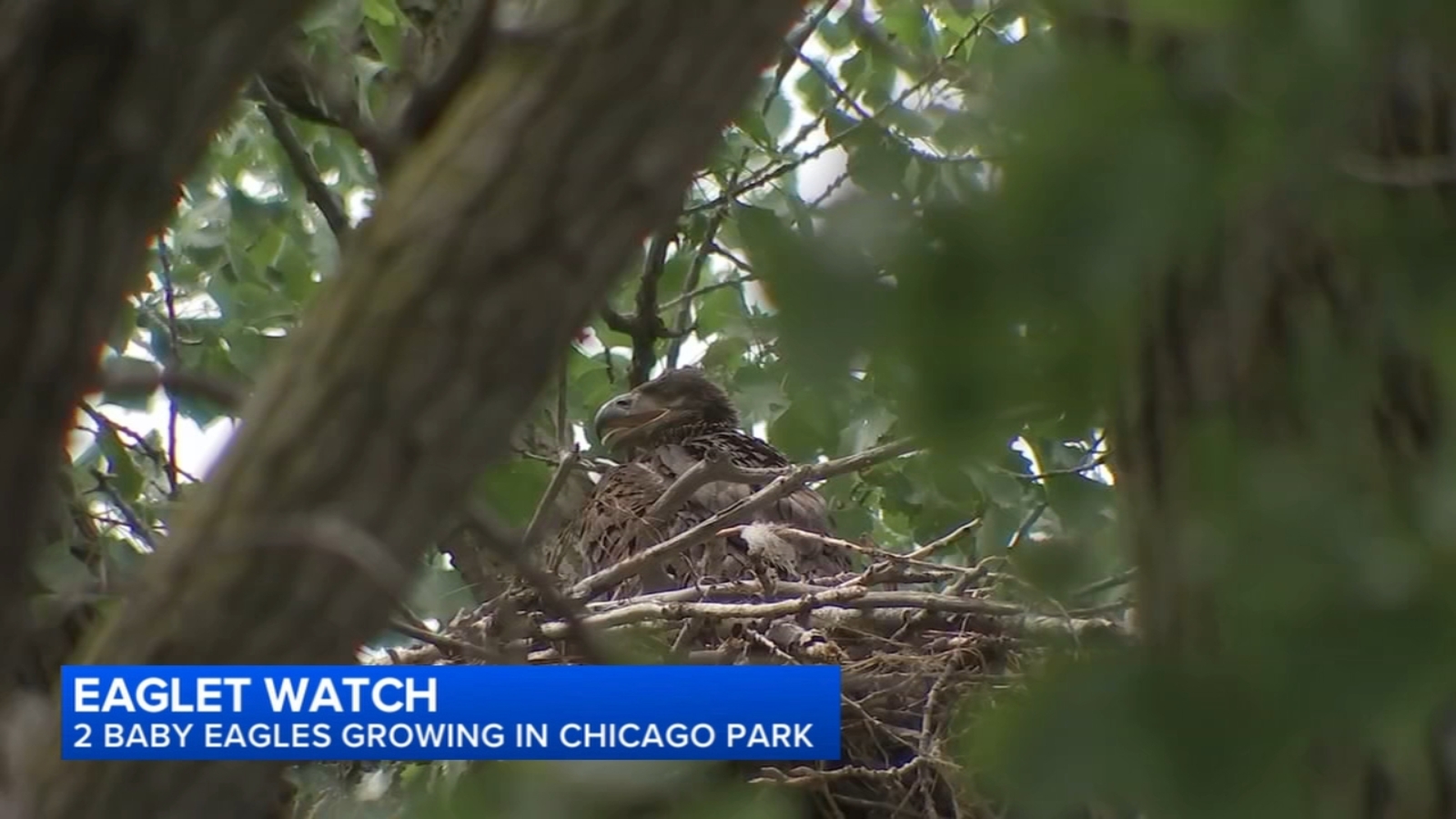 Eagles hatch in Chicago for first time in 100 years, experts believe