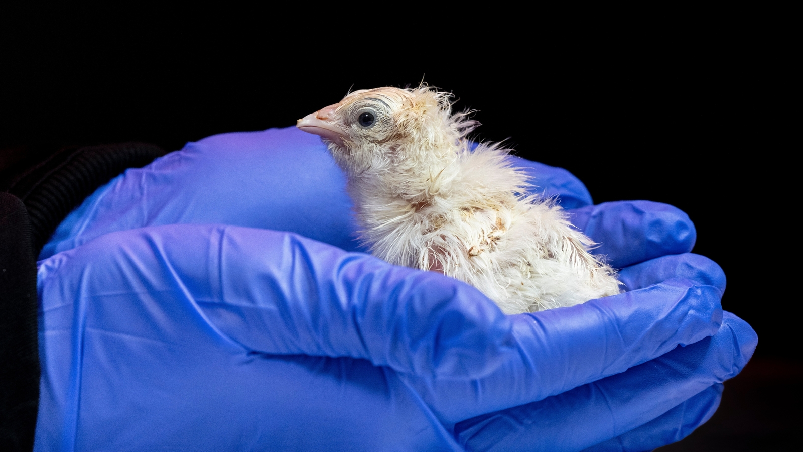 Company hatches first chicks from artificial egg, advancing avian embryo development, de-extinction
