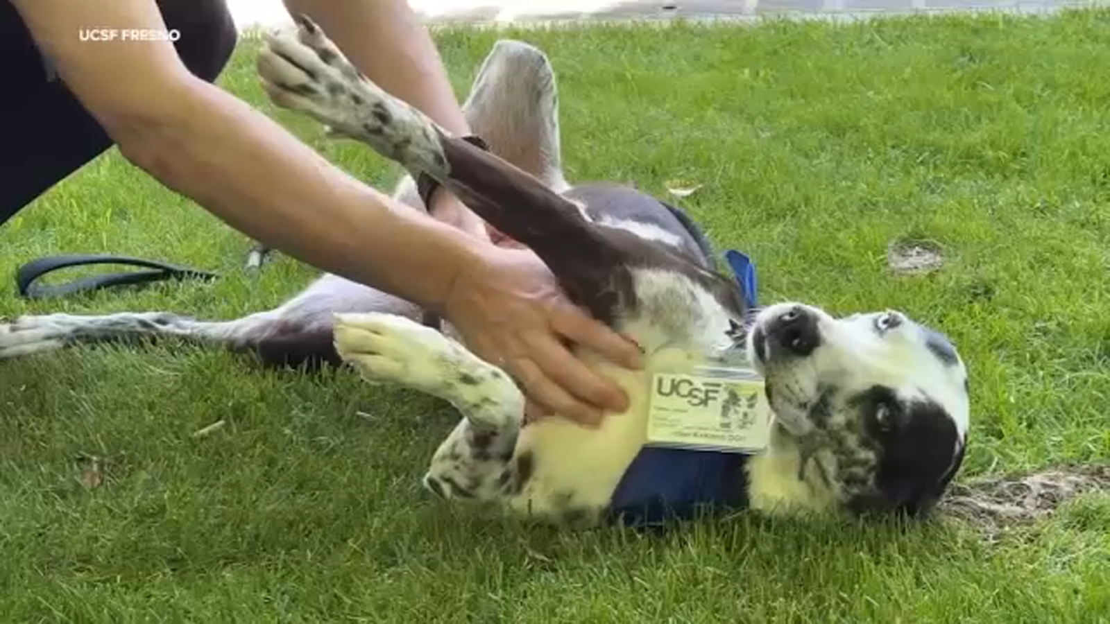UCSF Fresno therapy dog boosts campus wellness with visits and smiles