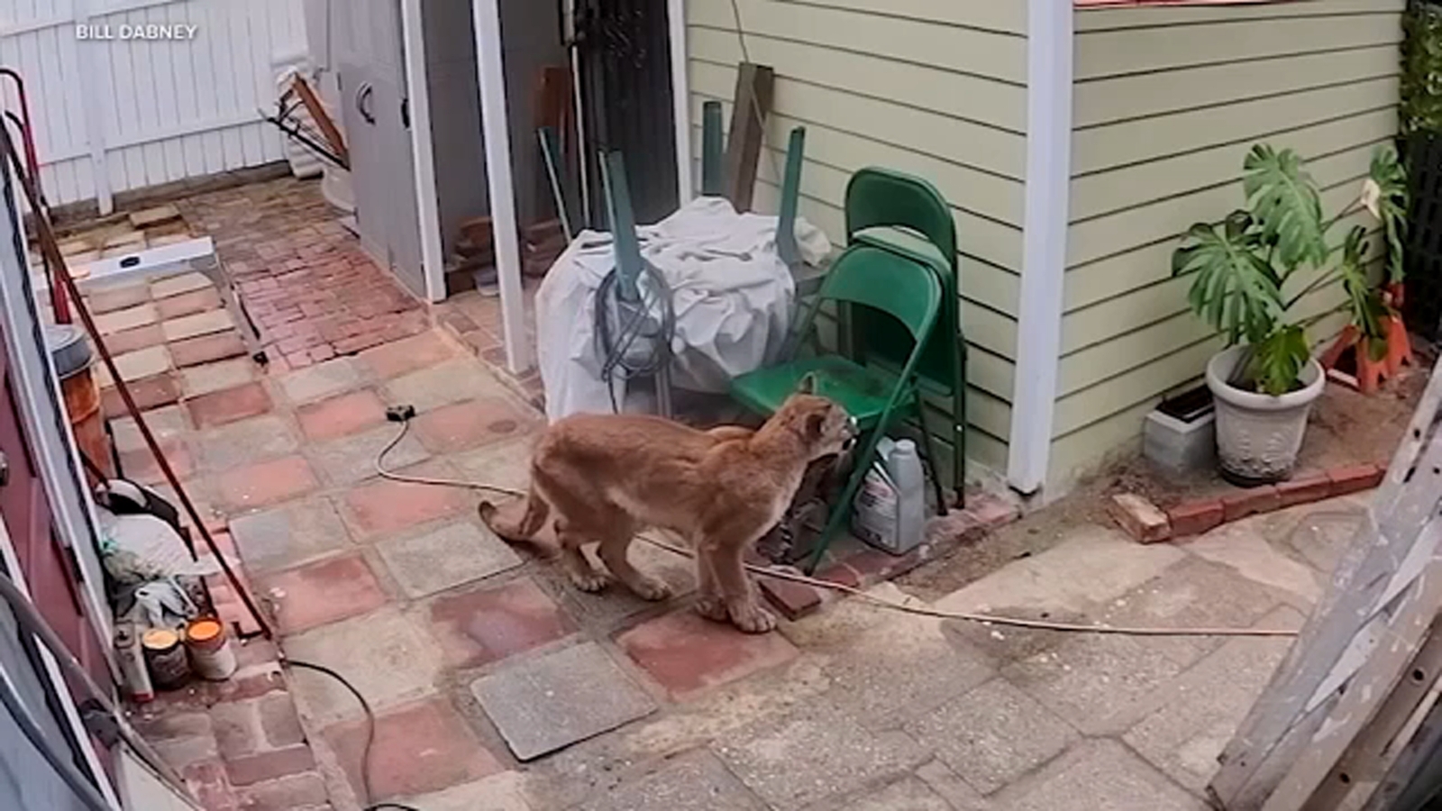 Mountain lion lounges in backyard of Pasadena home, video shows Mountain lion lounges in backyard of Pasadena home, video shows