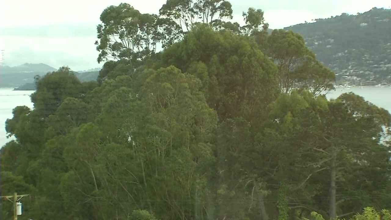 Trouble in Tiburon over trees has neighbors at odds