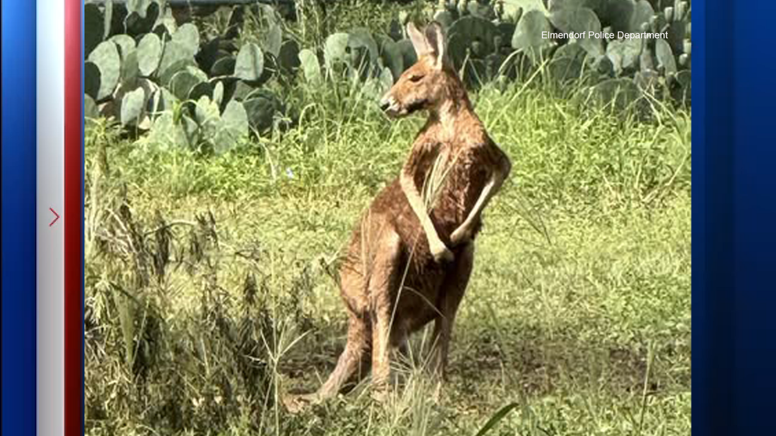 Loose kangaroo in Texas 'taken into custody': Police