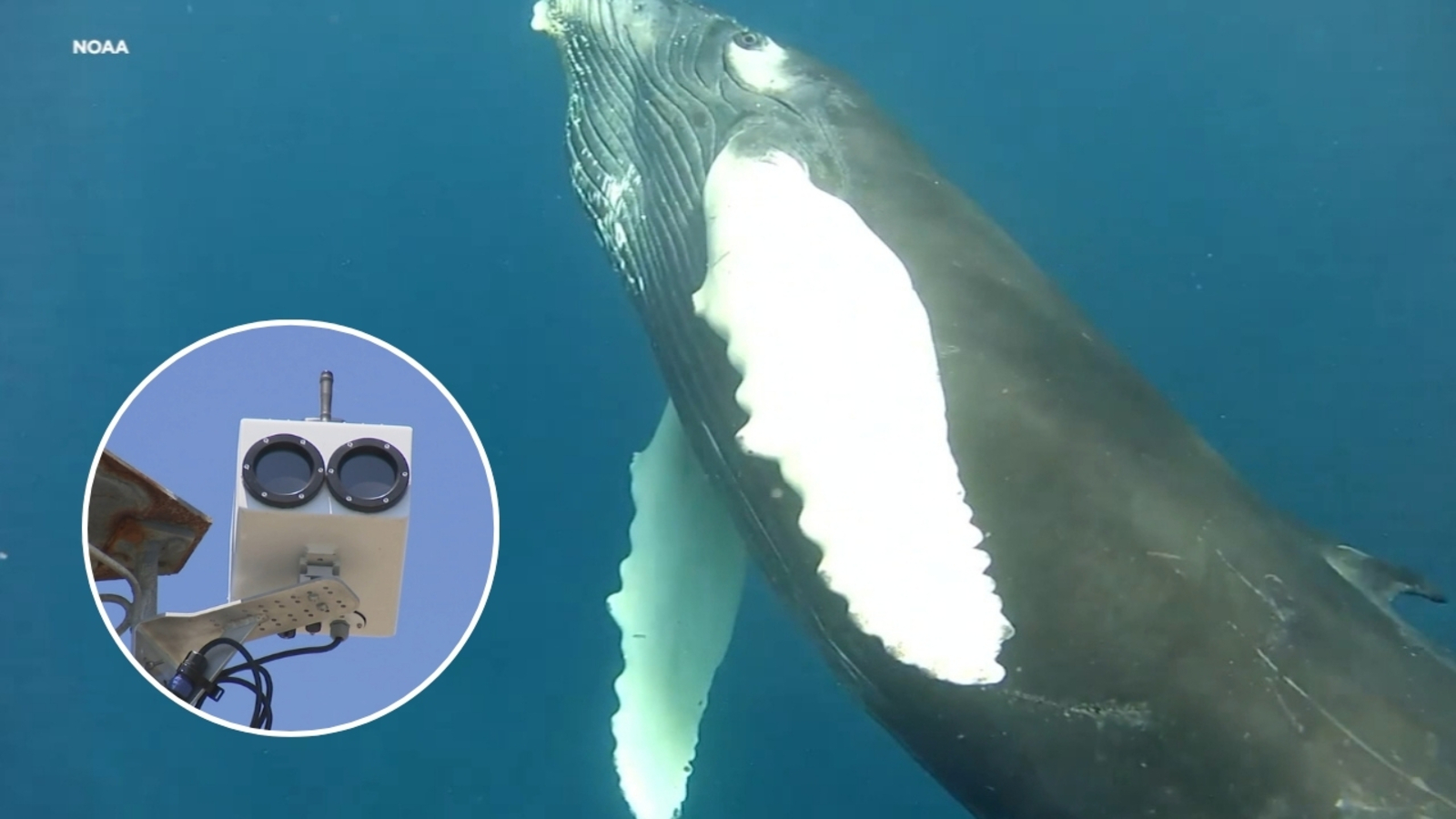 San Francisco turns to AI to avoid collisions between ships, whales searching for food