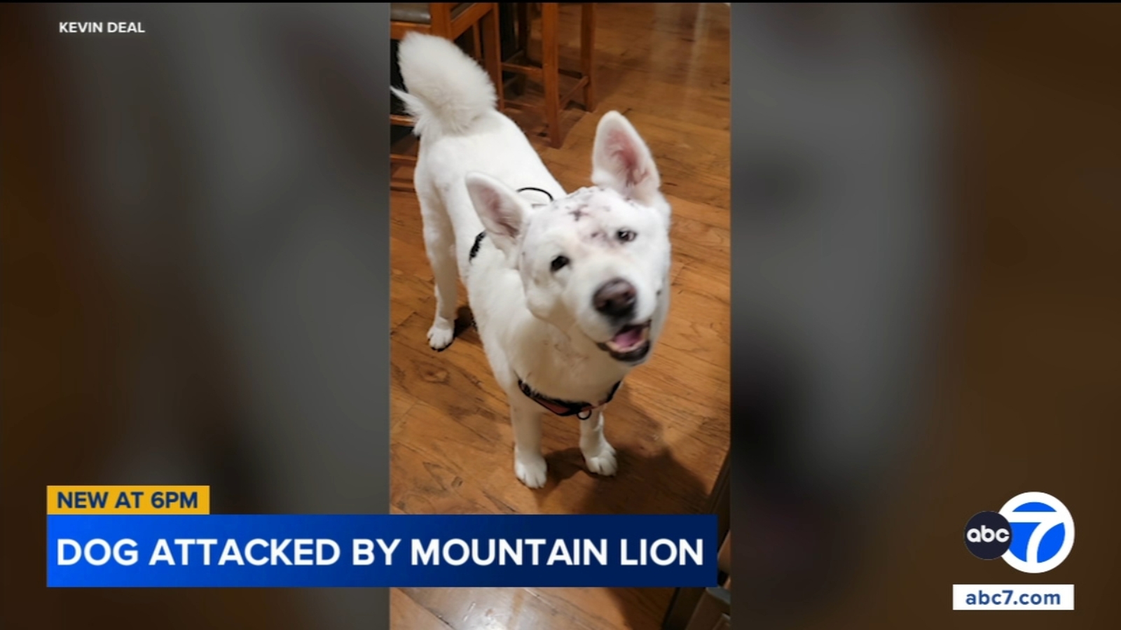 Glendora man fights off mountain lion after family dog attacked